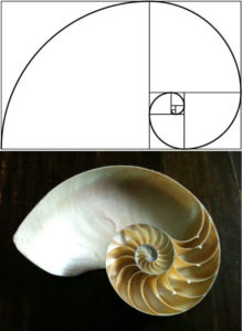 shell-golden-ratio