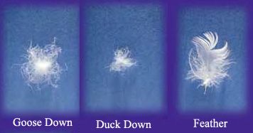 Down and outlet waterfowl feathers